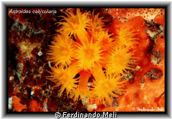 Astroides calycularis. by Ferdinando Meli 